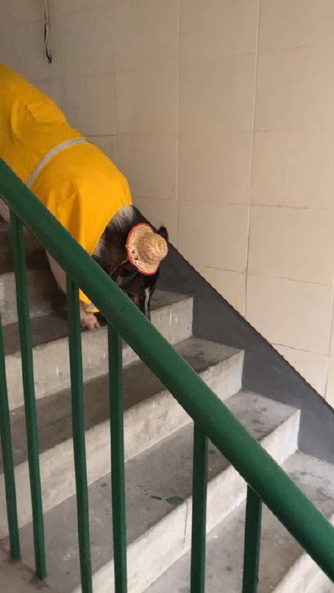 提莫穿了小雨衣带着小草帽以为要下雨了...